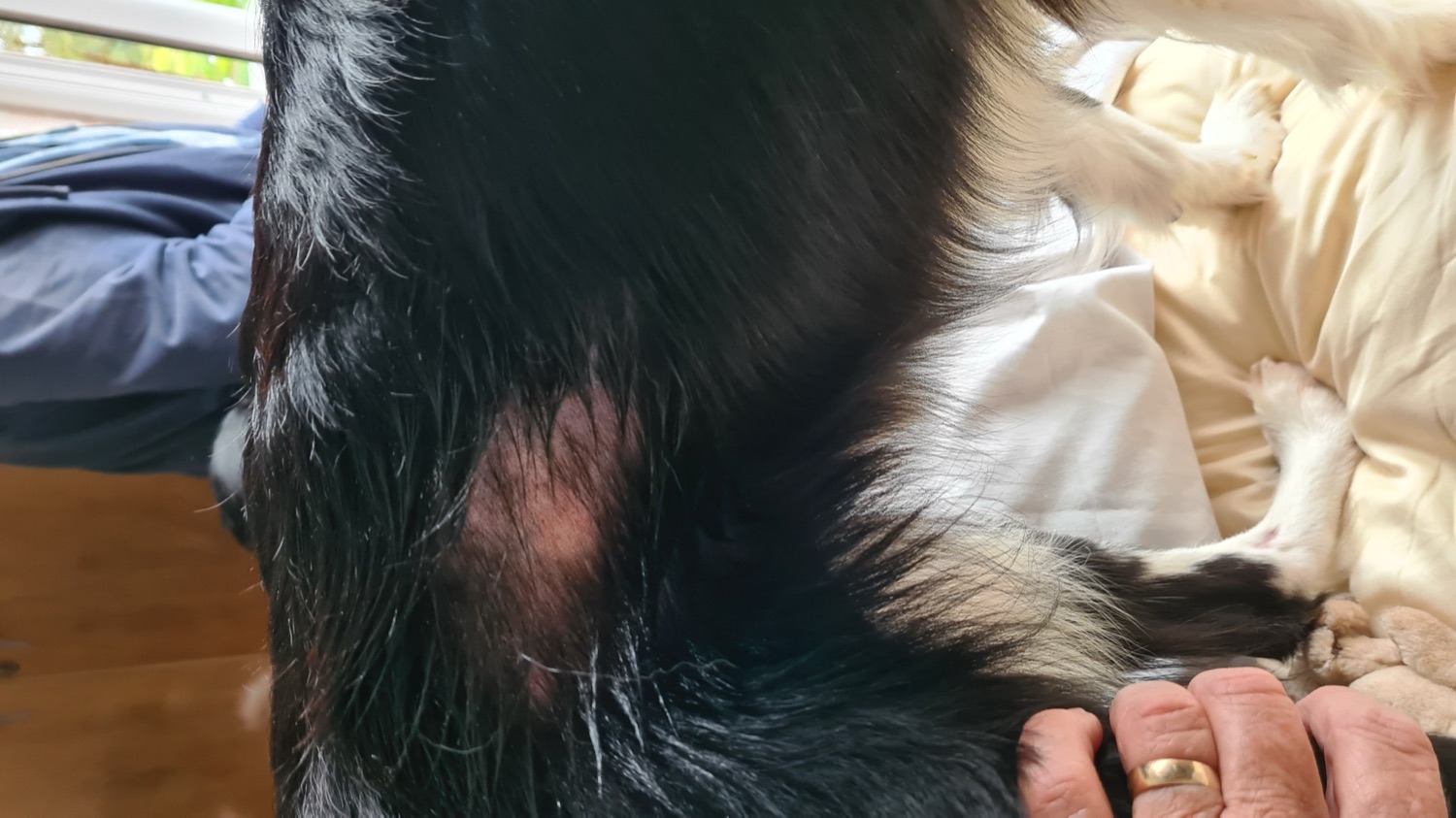The bald patch on the Collie's right side