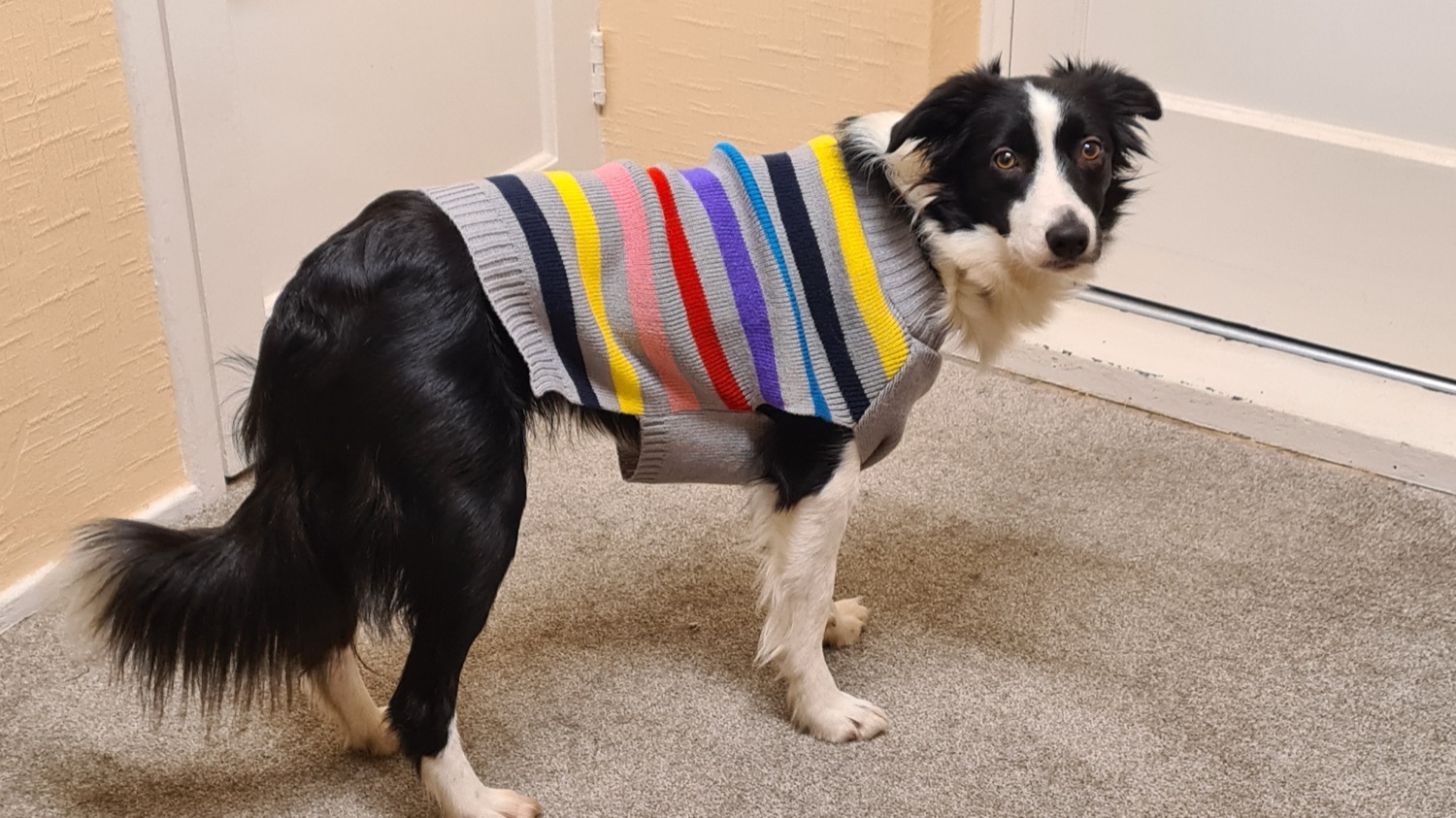 Maureen's Border Collie in a multicoloured striped jumper