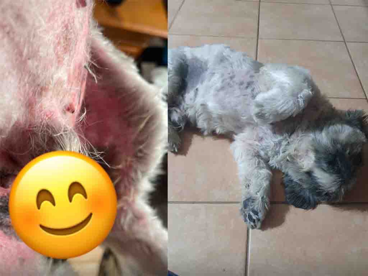 A BetterBlend customer's dog: raw, inflamed, sore skin before, and calm, healed skin after