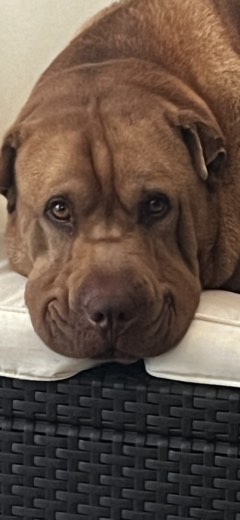 A BetterBlend customer's dog