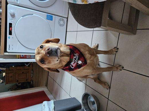 A BetterBlend customer's dog