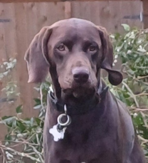 A BetterBlend customer's dog