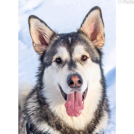 A BetterBlend customer's dog