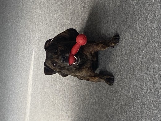 A BetterBlend customer's dog
