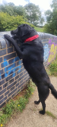 A BetterBlend customer's dog