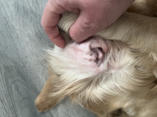 A BetterBlend customer's dog