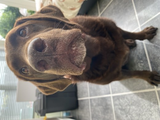 A BetterBlend customer's dog
