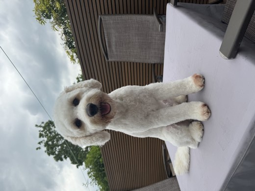 A BetterBlend customer's dog