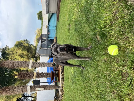 A BetterBlend customer's dog