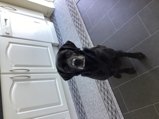 A BetterBlend customer's dog