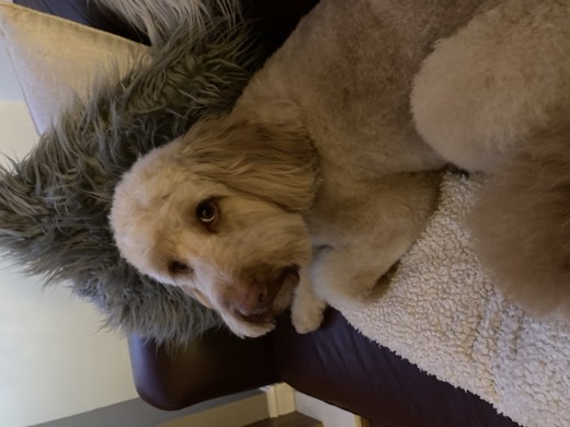 A BetterBlend customer's dog