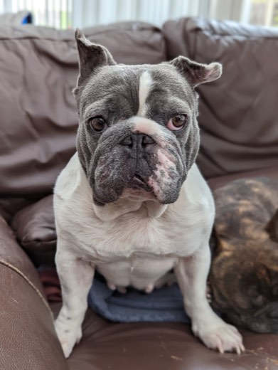 A BetterBlend customer's dog