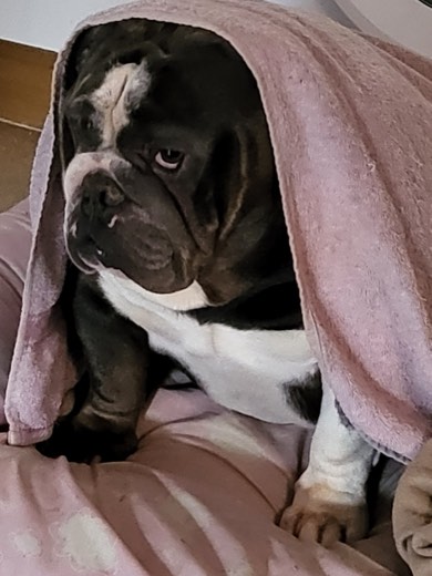 A BetterBlend customer's dog
