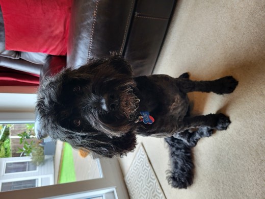 A BetterBlend customer's dog