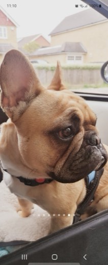 A BetterBlend customer's dog